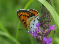 Lycaena dispar 37, Grote vuurvlinder, female, Saxifraga-Theo Verstrael