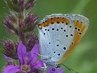 Lycaena dispar 38, Grote vuurvlinder, female, Saxifraga-Theo Verstrael