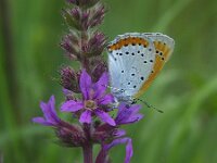 Lycaena dispar 39, Grote vuurvlinder, female, Saxifraga-Theo Verstrael