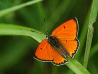 Lycaena dispar 40, Grote vuurvlinder, male, Saxifraga-Theo Verstrael