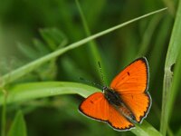 Lycaena dispar 41, Grote vuurvlinder, male, Saxifraga-Theo Verstrael