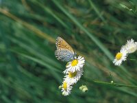 Lycaena dispar 42, Grote vuurvlinder, Saxifraga-Jan van der Straaten