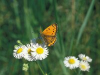 Lycaena dispar 43, Grote vuurvlinder, Saxifraga-Jan van der Straaten