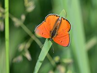 Lycaena dispar 44, Grote vuurvlinder, Saxifraga-Tom Heijnen