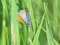 Lycaena dispar 45, Grote vuurvlinder, Saxifraga-Tom Heijnen