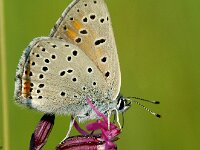 Lycaena hippothoe 34, Rode vuurvlinder, Saxifraga-Theo Verstrael