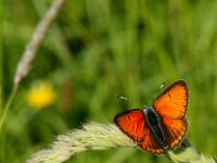 Lycaena hippothoe 35, Rode vuurvlinder, male, Saxifraga-Theo Verstrael