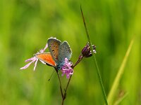 Lycaena hippothoe 36, Rode vuurvlinder, male, Saxifraga-Theo Verstrael