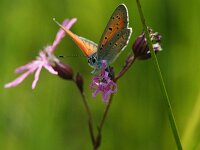 Lycaena hippothoe 37, Rode vuurvlinder, male, Saxifraga-Theo Verstrael