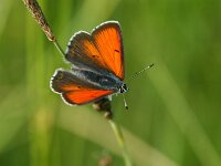 Lycaena hippothoe 38, Rode vuurvlinder, male, Saxifraga-Theo Verstrael