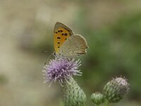 Lycaena phlaeas 100, Kleine vuurvlinder, Saxifraga-Theo Verstrael