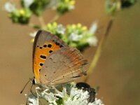 Lycaena phlaeas 101, Kleine vuurvlinder, Saxifraga-Theo Verstrael