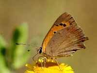 Lycaena phlaeas 102, Kleine vuurvlinder, Saxifraga-Theo Verstrael