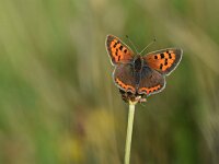 Lycaena phlaeas 104, Kleine vuurvlinder, Saxifraga-Luuk Vermeer