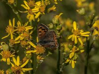Lycaena phlaeas 105, Kleine vuurvlinder, Saxifraga-Jan van der Straaten