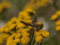 Lycaena phlaeas 106, Kleine vuurvlinder, Saxifraga-Jan van der Straaten