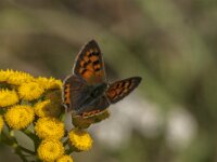 Lycaena phlaeas 107, Kleine vuurvlinder, Saxifraga-Jan van der Straaten