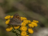 Lycaena phlaeas 108, Kleine vuurvlinder, Saxifraga-Jan van der Straaten