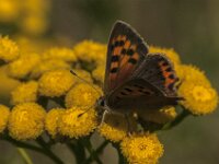 Lycaena phlaeas 110, male, Kleine vuurvlinder, Saxifraga-Jan van der Straaten
