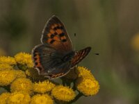 Lycaena phlaeas 111, male, Kleine vuurvlinder, Saxifraga-Jan van der Straaten