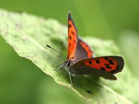 Lycaena phlaeas 112, Kleine vuurvlinder, Saxifraga-Lieven Decrick