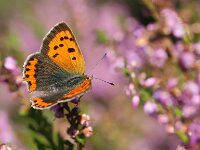 Lycaena phlaeas 113, Kleine vuurvlinder, Saxifraga-Lieven Decrick
