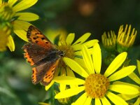 Lycaena phlaeas 98, Kleine vuurvlinder, Saxifraga-Theo Verstrael