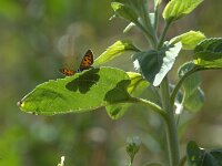 Lycaena phlaeas 99, Kleine vuurvlinder, Saxifraga-Theo Verstrael