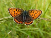 Lycaena tityrus, Sooty Copper