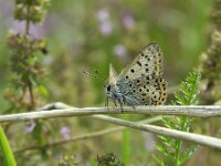 Lycaena tityrus 100, Bruine vuurvlinder, Saxifraga-Theo Verstrael