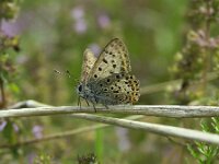 Lycaena tityrus 101, Bruine vuurvlinder, Saxifraga-Theo Verstrael