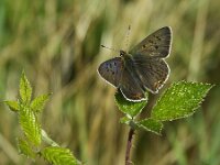 Lycaena tityrus 102, Bruine vuurvlinder, Saxifraga-Theo Verstrael