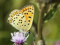 Lycaena tityrus 103, Bruine vuurvlinder, Saxifraga-Theo Verstrael