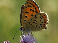 Lycaena tityrus 104, Bruine vuurvlinder, Saxifraga-Theo Verstrael