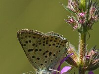 Lycaena tityrus 105, Bruine vuurvlinder, Saxifraga-Theo Verstrael