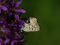 Lycaena tityrus 106, Bruine vuurvlinder, Saxifraga-Theo Verstrael