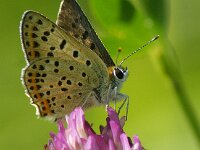 Lycaena tityrus 107, Bruine vuurvlinder, Saxifraga-Theo Verstrael