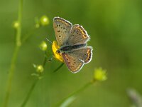 Lycaena tityrus 97, Bruine vuurvlinder, Saxifraga-Theo Verstrael