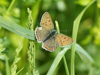 Lycaena tityrus 98, Bruine vuurvlinder, Saxifraga-Theo Verstrael