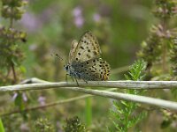 Lycaena tityrus 99, Bruine vuurvlinder, Saxifraga-Theo Verstrael