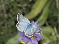 Lysandra coridon 2, Bleek blauwtje, Saxifraga-Willem van Kruijsbergen
