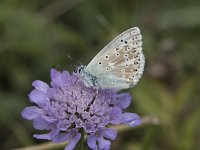 Lysandra coridon 3, Bleek blauwtje, Saxifraga-Willem van Kruijsbergen