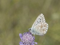 Lysandra coridon 107, Bleek blauwtje, Saxifraga-Willem van Kruijsbergen