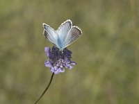 Lysandra coridon 108, Bleek blauwtje, Saxifraga-Willem van Kruijsbergen