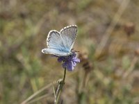 Lysandra coridon 109, Bleek blauwtje, Saxifraga-Willem van Kruijsbergen