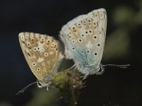 Lysandra coridon 11, Bleek blauwtje, Saxifraga-Marijke Verhagen