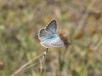 Lysandra coridon 110, Bleek blauwtje, Saxifraga-Willem van Kruijsbergen