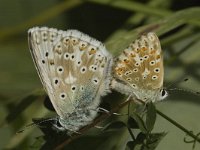 Lysandra coridon 119, Bleek blauwtje, Saxifraga-Marijke Verhagen