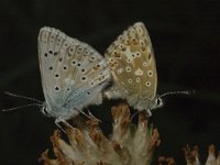 Lysandra coridon 12, Bleek blauwtje, Saxifraga-Marijke Verhagen