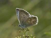 Lysandra coridon 14, Bleek blauwtje, Saxifraga-Willem van Kruijsbergen
